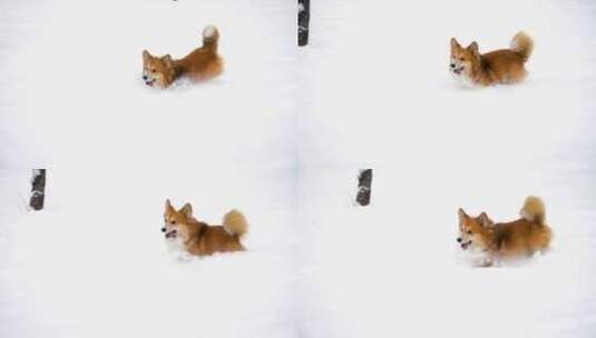 3938_小狗在雪地里奔跑高清在线视频素材下载