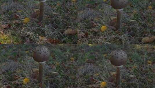 在野外生长的棕色圆头蘑菇高清在线视频素材下载