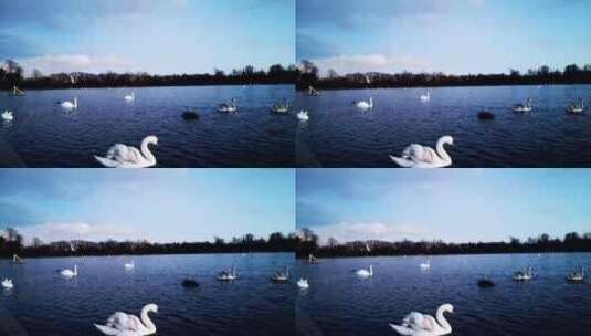 鸭子在湖里游泳的延时摄影高清在线视频素材下载