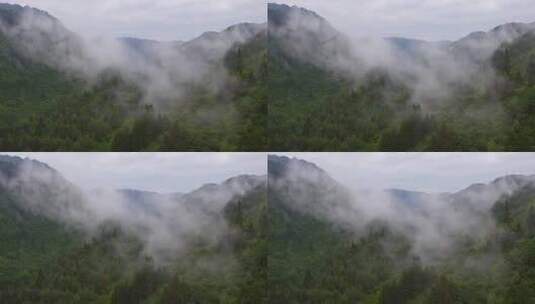 4K航拍云雾缭绕的森林高清在线视频素材下载