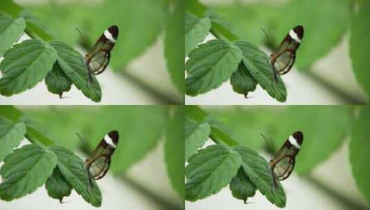 蝴蝶在叶子上的特写高清在线视频素材下载