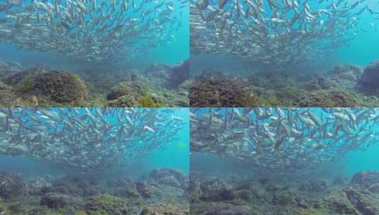 美丽的鱼在珊瑚礁周围游泳高清在线视频素材下载