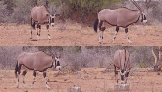一只非洲大羚羊高清在线视频素材下载
