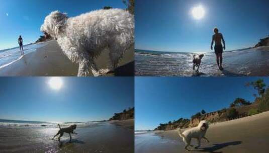 在海滩上奔跑的拉布拉多犬高清在线视频素材下载