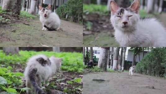 野外流浪的猫高清在线视频素材下载