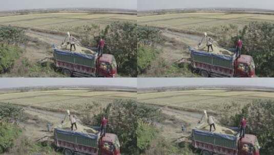 航拍联合收割机机械化收割稻谷装车卸车高清在线视频素材下载