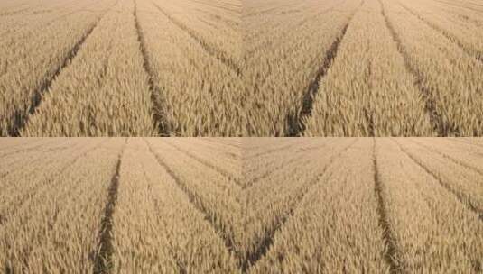 成熟的小麦航拍高清在线视频素材下载