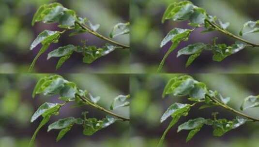 小清新树叶写意空镜头高清在线视频素材下载
