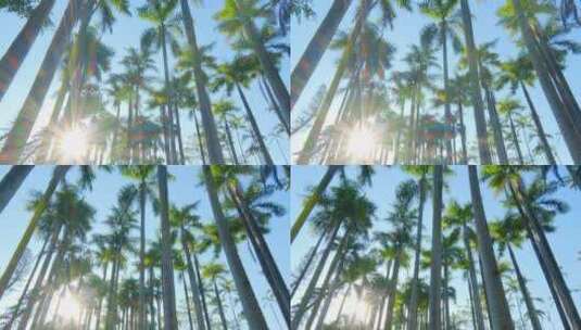 高大的热带植物棕榈树林高清在线视频素材下载