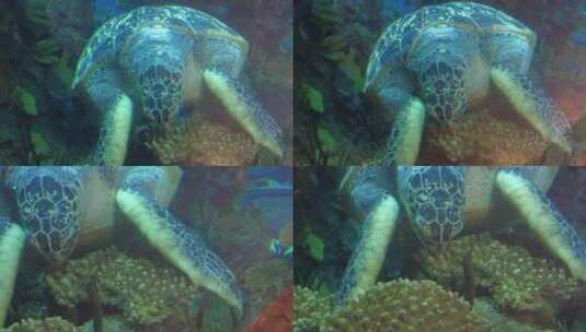 水族馆深水海龟进食高清在线视频素材下载