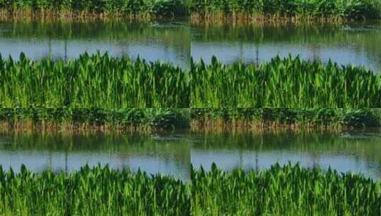 广西南宁那考河湿地公园生态环境高清在线视频素材下载