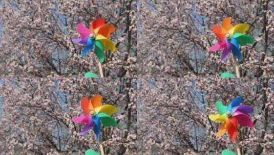 春天花朵开放玩具风车转动高清在线视频素材下载