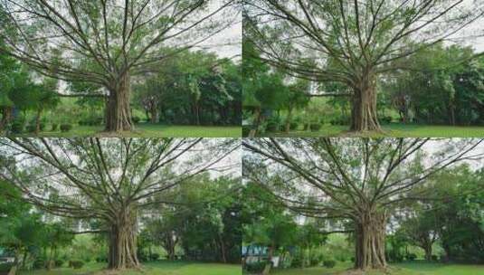 户外森林公园的榕树环绕旋转高清在线视频素材下载