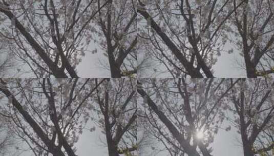 杏花绽放LOG视频素材广角拍摄高清在线视频素材下载
