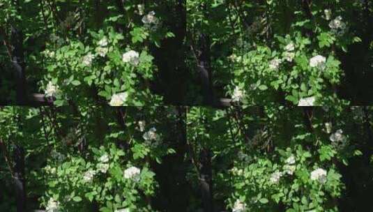 月季花玫瑰花花园公园植物园高清在线视频素材下载