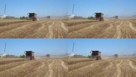 小麦开镰收割高清在线视频素材下载