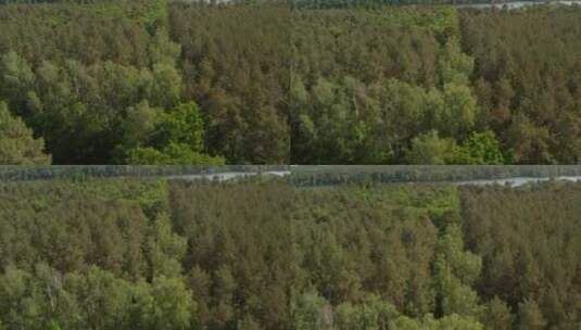 森林中的一条河流高清在线视频素材下载