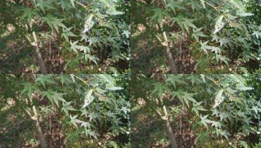 秋天里的槭树树叶树木4K实拍视频 (11)高清在线视频素材下载