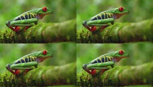 红眼树蛙红眼睛青蛙特色宠物动物喂养高清在线视频素材下载
