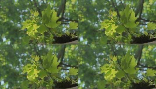 唯美梧桐树叶升格拍摄高清在线视频素材下载
