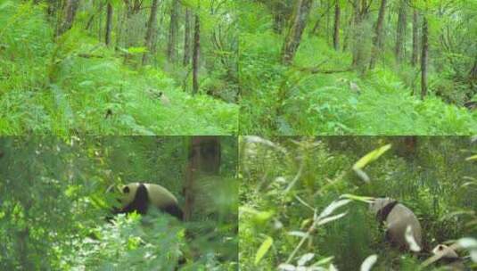 远处拍摄大熊猫在森林里面高清在线视频素材下载
