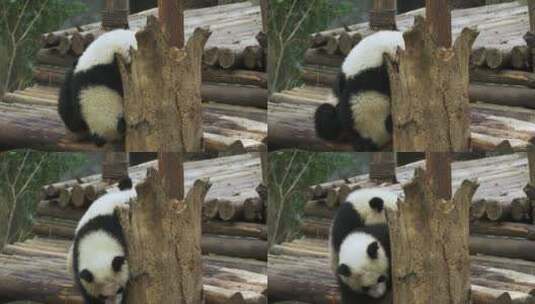 大熊猫一家一起玩耍幼崽好可爱高清在线视频素材下载