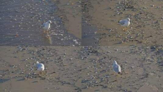 海鸥在海边踱步吃食高清在线视频素材下载