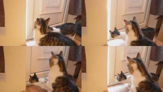 猫在一扇开着的门前打盹高清在线视频素材下载