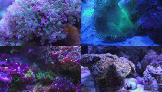 海底世界的魅力高清在线视频素材下载