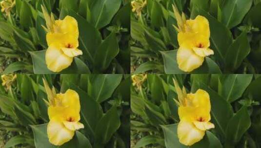 黄色水仙花特写镜头高清在线视频素材下载