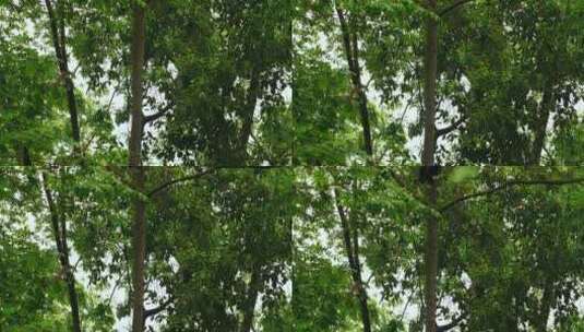树上的大熊猫高清在线视频素材下载