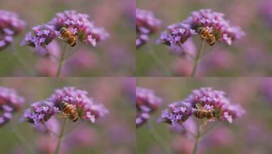 慢镜头拍摄马鞭草上采蜜的蜜蜂特写高清在线视频素材下载