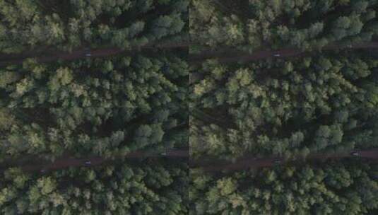 森林中的公路航拍高清在线视频素材下载