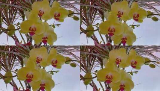 黄色的蝴蝶兰高清在线视频素材下载