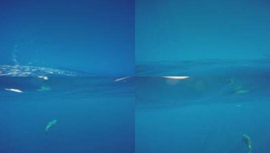 水下海豚穿梭 合集高清在线视频素材下载