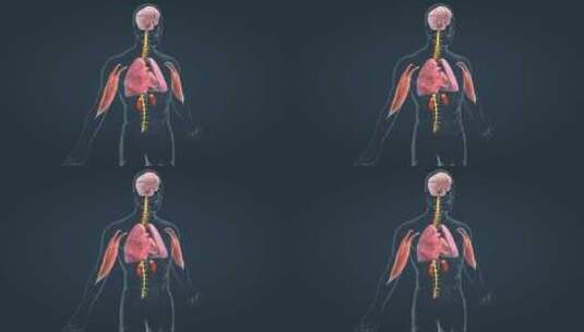 医学人体器官肾脏内分泌系统肾上腺三维动画高清在线视频素材下载