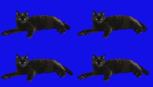 一只漂亮的黑猫被孤立了。高清在线视频素材下载