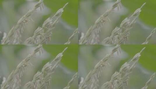 玉米花穗LOG高清在线视频素材下载