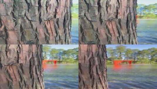 池塘边红色亭子竖版转场高清在线视频素材下载