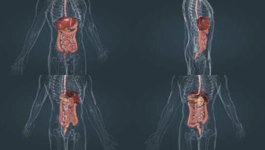 消化系统小肠盲肠结肠直肠阑尾肛门唾液腺高清在线视频素材下载