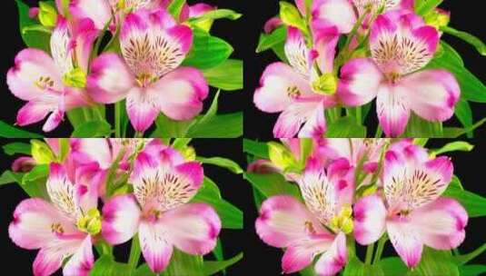 黑色背景上有粉色花朵的植物高清在线视频素材下载
