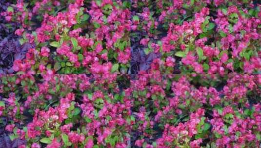 城市花坛中的红色海棠花高清在线视频素材下载