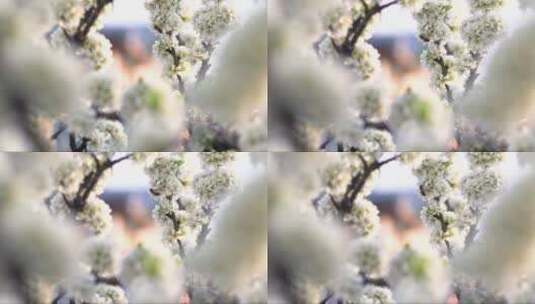 春天盛开的苹果树花高清在线视频素材下载