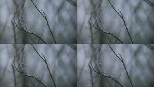 树枝上的露水滴落在树枝上高清在线视频素材下载