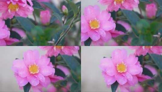 雨后粉红色的夹竹桃花高清在线视频素材下载