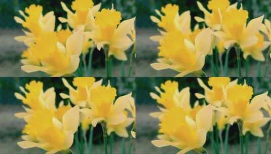 黄色的鲜花随风摆动高清在线视频素材下载