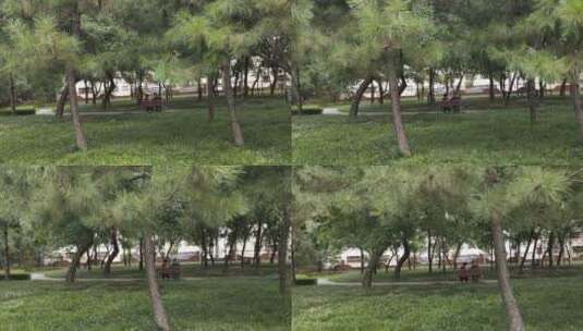 公园里的树林子高清在线视频素材下载