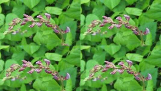 紫色植物花蕾高清在线视频素材下载