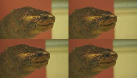 海龟陆龟乌龟玳瑁甲壳爬行动物标本高清在线视频素材下载