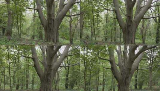 无人机拍摄春天林地的树木高清在线视频素材下载